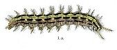 Larvae of the British Butterflies & Moths, Vol. 1 (Download)