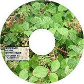 Brambles of the British Isles
