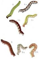 Larvae of the British Butterflies & Moths, 9-volume set (Download)
