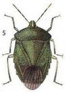 Land and Water Bugs of the British Isles (Download)