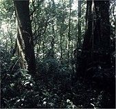 Ground Ant Communities of Kakamega Forest