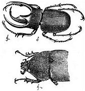 On The Origin of Species, and The Descent of Man