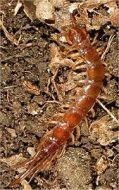 Centipedes of the British Isles (Download)