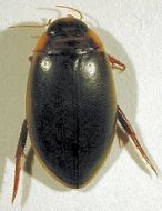 British Water Beetles, Vols I - III (Download)