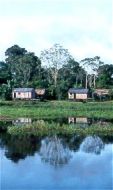 A Botanist in the Amazon Valley