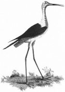 The Natural History of Selborne