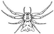 British Spiders, Vol. 1 - 3 (Download)