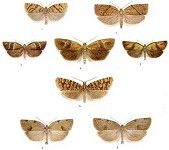 British Tortricoid Moths, Vols I & II (Download)