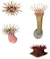 British Sea Anemones, Vol. 1 & 2