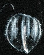 Marine Plankton - A Practical Guide (Print)