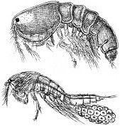 Crustacea of Norway, Vol. V: Copepoda: Harpacticoida