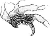 Crustacea of Norway, Vol. VIII: Monstrilloida & Notodelphyoida
